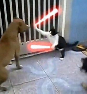 videos-de-risa-de-gatos