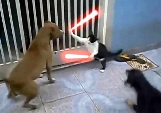 videos-de-risa-de-gatos