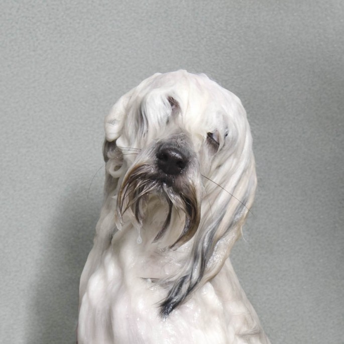 Perros mojados fotografia de Sophie Gamand