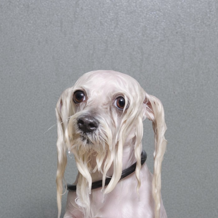 Perros mojados fotografias de Sophie Gamand