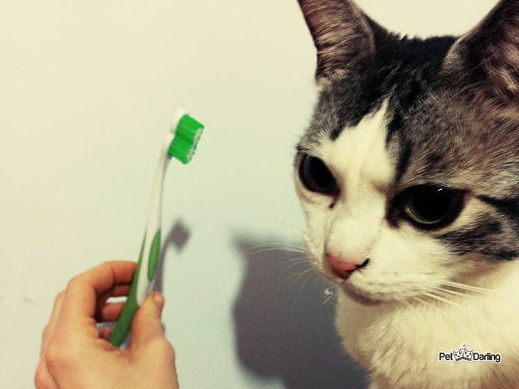 gato le gusta dentifrico de menta