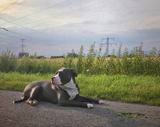 el american bully es perro peligroso