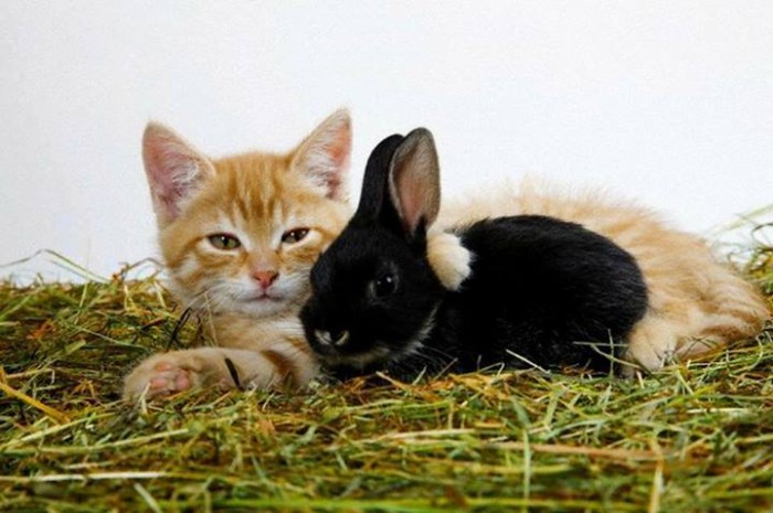 amor entre especies gato conejo