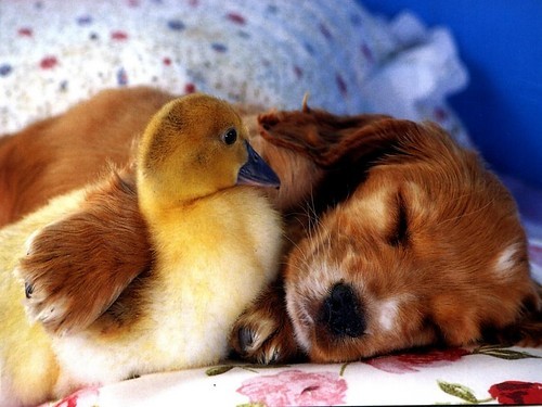 amor entre especies perro pato