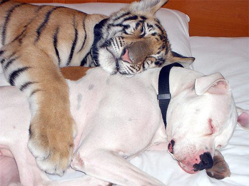 amor entre especies perro tigre