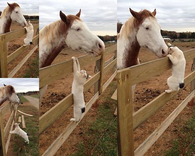 amor entre especies gato y caballo