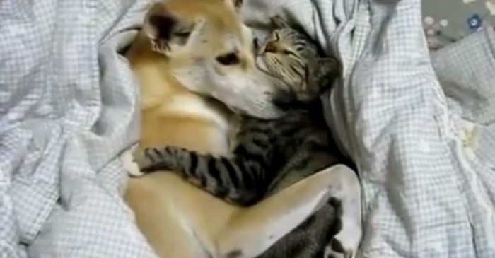 amor entre especies perro gato