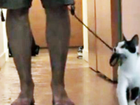como pasear a tu humano kodi gato video