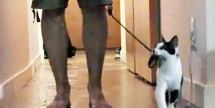 como pasear a tu humano kodi gato video
