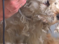 como un corte de pelo salva a un perro sin hogar The pet collective
