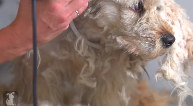 como un corte de pelo salva a un perro sin hogar The pet collective