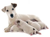 cuando se separan los cachorros de su madre