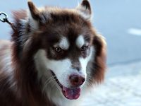 cuantas veces debe comer un perro