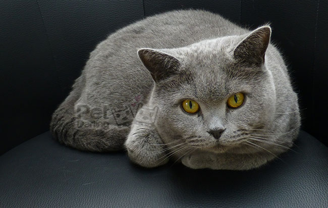 cuanto dura el celo en las gatas, cuanto dura el celo de una gata