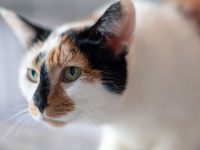 cuanto dura el celo de una gata