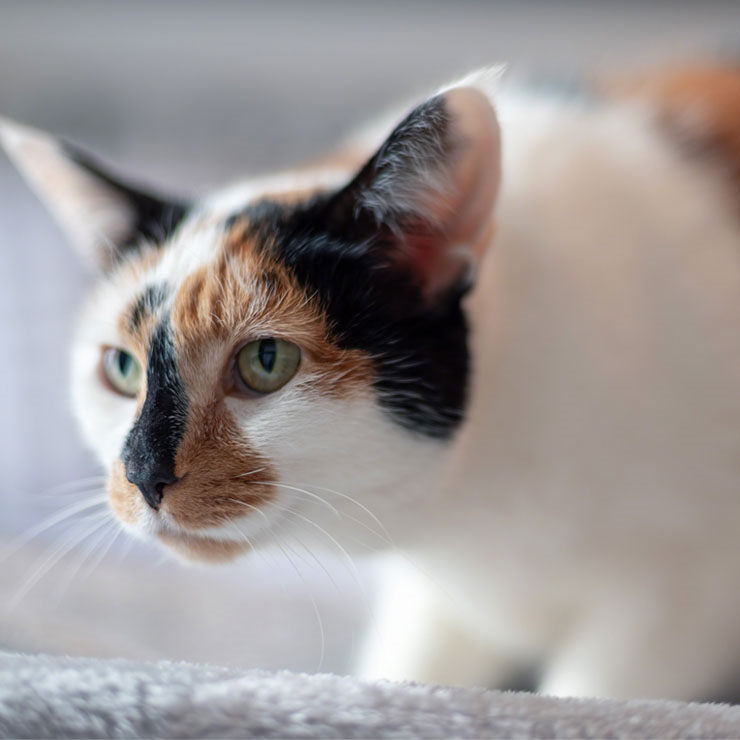 cuanto dura el celo de una gata