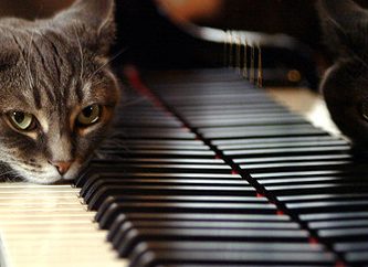 gata toca piano video