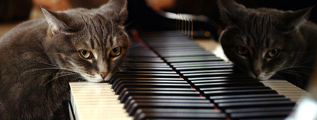 gata toca piano video