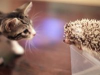 video gatito conoce erizo por primera vez