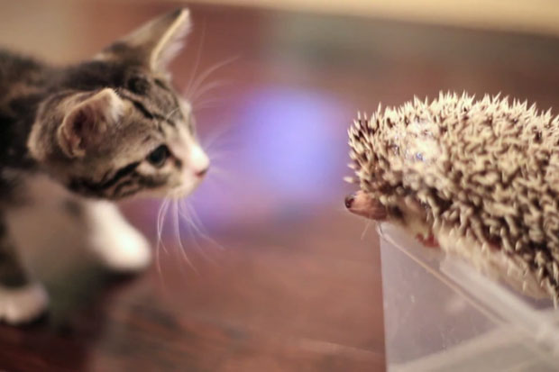video gatito conoce erizo por primera vez