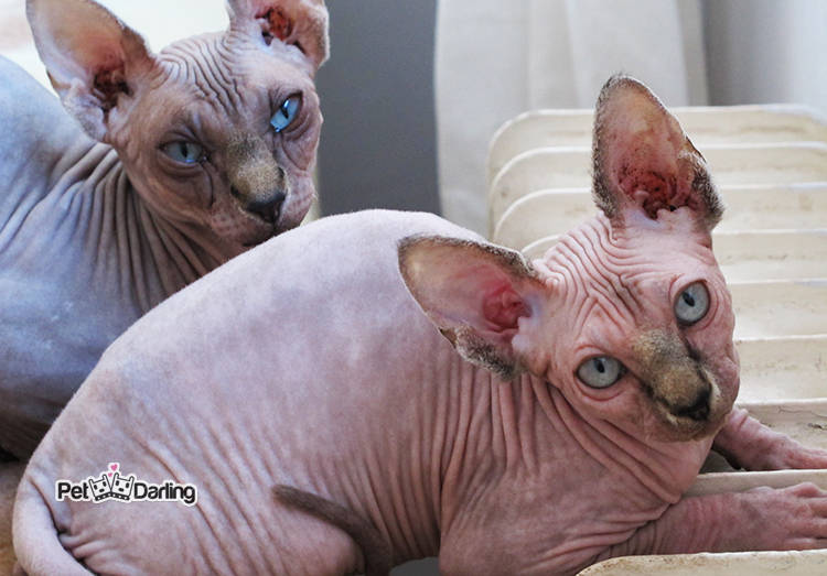 sphynx precio cuanto cuesta gato Sphyx