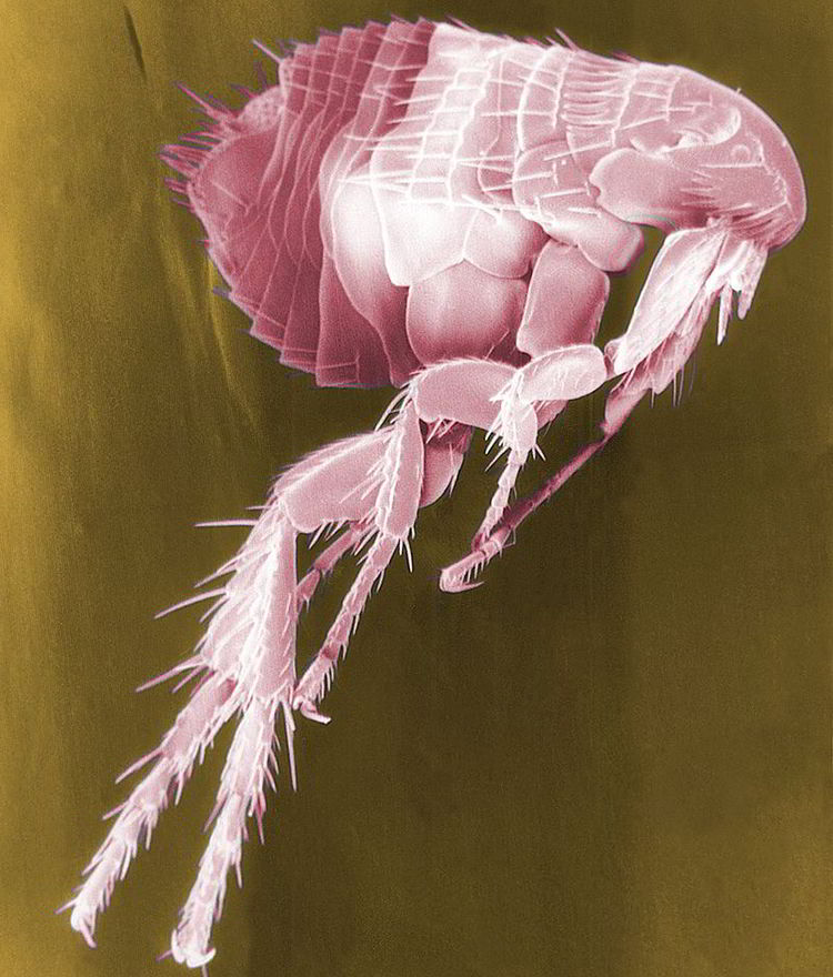 imagenes de pulgas en gatos