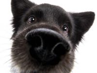 juegos de olfato para perros
