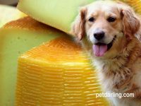 los perros pueden comer queso