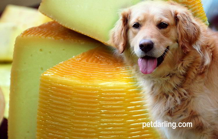 los perros pueden comer queso