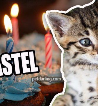 pastel para gatos