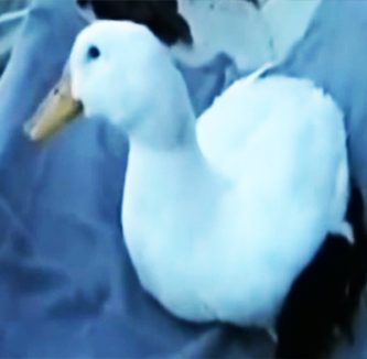 Pata adopta gatitos huerfanos