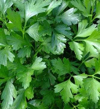 el perejil es malo para perros perejil toxico o bueno