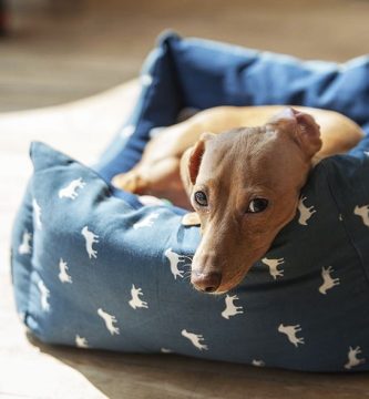 dejar al perro solo en casa