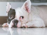 mi perro está triste