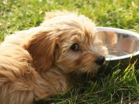 leche mala para perros