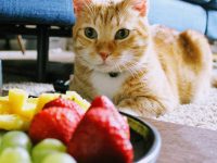 frutas para gatos