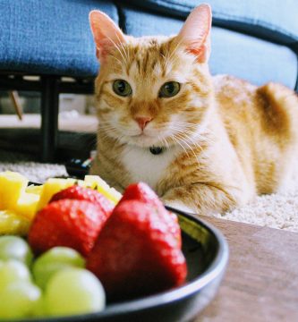 frutas para gatos