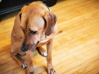 como saber si perro ansiedad estres perro nervioso