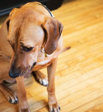 como saber si perro ansiedad estres perro nervioso