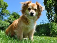 suplementos alimenticios perros