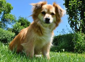 12 SUPLEMENTOS PARA PERROS Naturales y Saludables