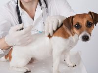 vacunas perros cachorros