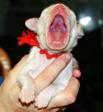 Video cachorros aullan por primera vez