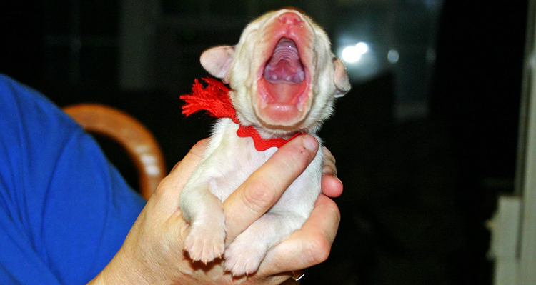 Video cachorros aullan por primera vez