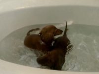 divertido video dachshund se meten solos al baño