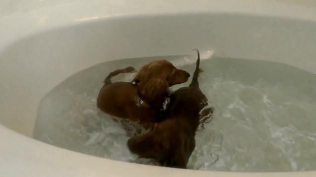 divertido video dachshund se meten solos al baño