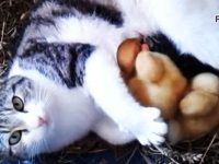 video gata adopta patos huerfanos