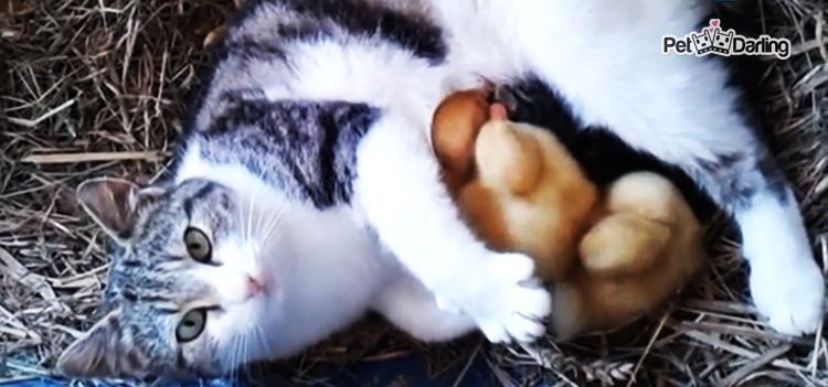 video gata adopta patos huerfanos