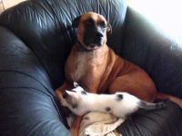 Video el perro mas paciente aguanta a gatito jugueton