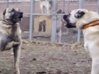 videos de pero kangal turco